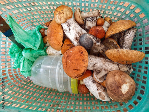 wild mushroom picking