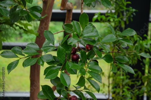 Strawberry guava or kettley guava, Psidium cattleyanum, a beautiful evergreen plant with fruits