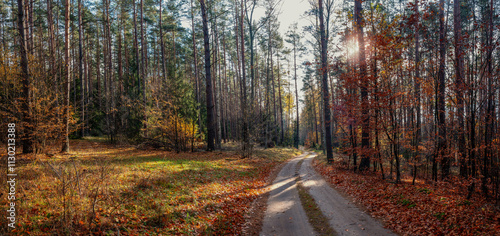 Fototapeta Naklejka Na Ścianę i Meble -  Jesień w lesie na Mazurach.