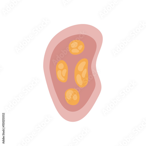 human parasites coccidia Illustration