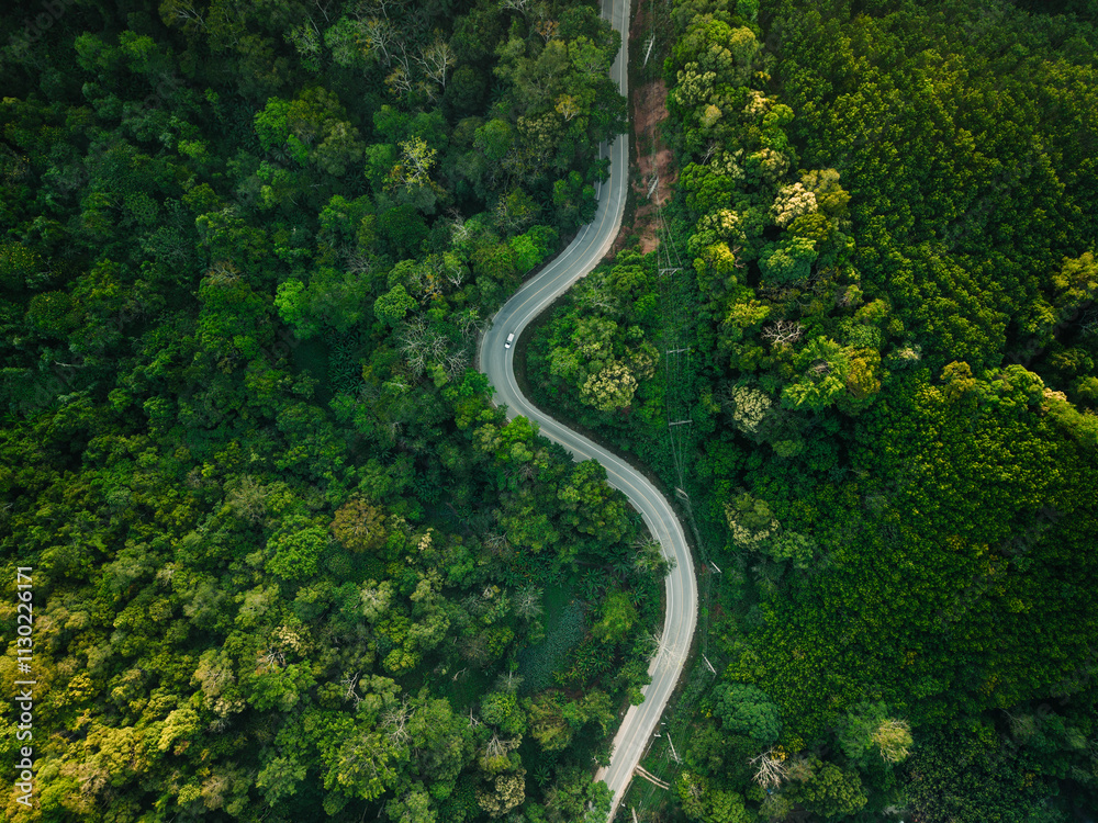Aerial view of forest road and trees in the morning. Aerial view of forest road and trees in the morning.