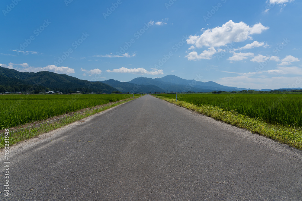 Fototapeta premium 水田と田舎道