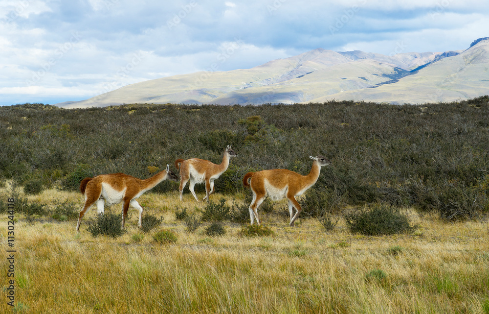 Fototapeta premium Guanaco at Torres del Paine national park