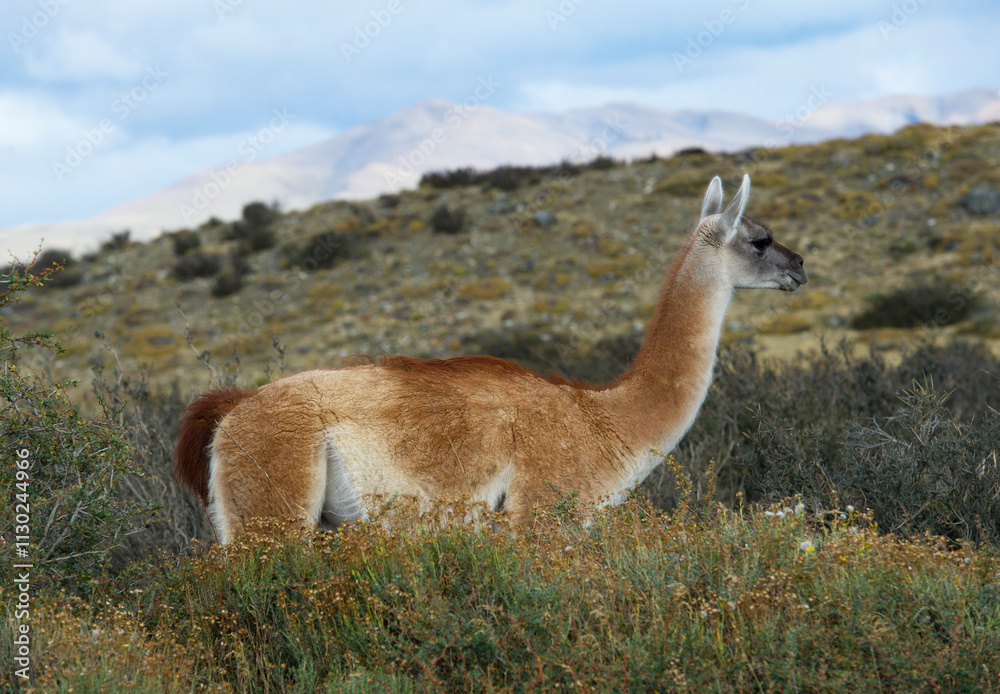 Obraz premium Guanaco at Torres del Paine national park