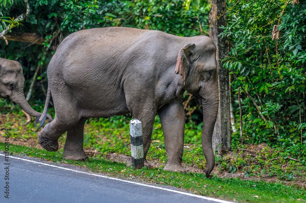 Naklejka premium Elephants are large mammals and are the largest land animals. Wild elephants eat plants. They are big, have a small head, big legs, and have a trunk that reaches to the ground. That trunk is the nose.