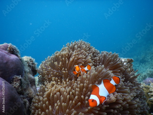 Orange clownfish (Amphiprion ocellaris) playing in anemone, tropical marine underwater coral reef animal photo