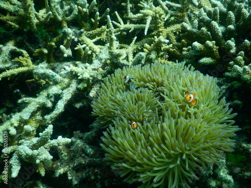 Orange clownfish (Amphiprion ocellaris) playing in anemone, tropical marine underwater coral reef animal photo