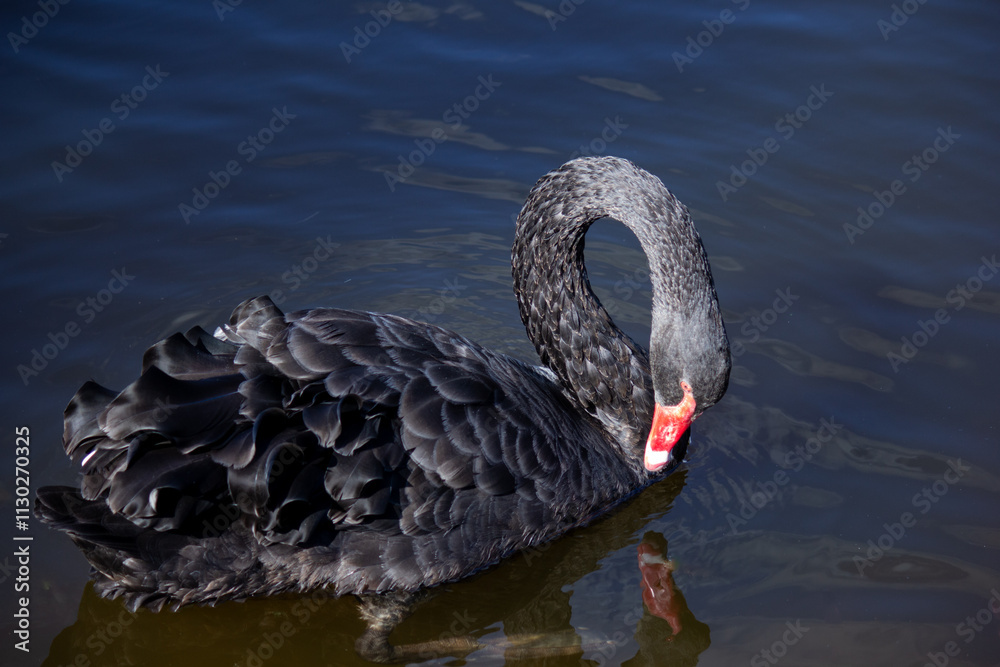 Naklejka premium black swan on the lake