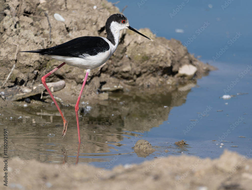 Fototapeta premium Black-winged Stilt, very long-legged wader in the Avocet and Stilt family Recurvirostridae e in a Swamp