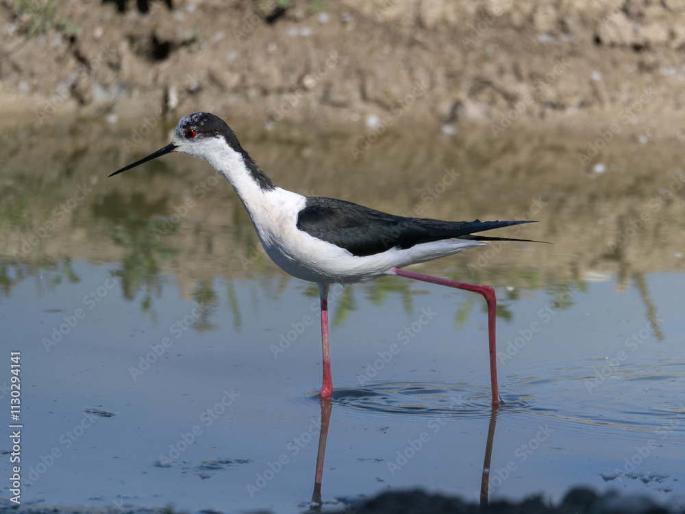 Black winged Stilt very long legged wader in the Avocet and Stilt family Recurvirostridae e in Black winged Stilt very long legged wader in the Avocet and Stilt family Recurvirostridae e in
