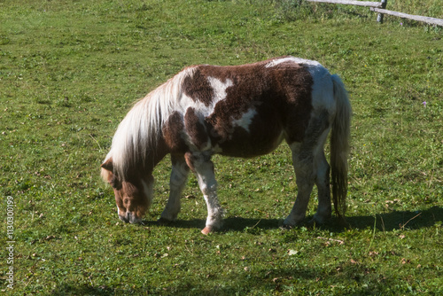 Un pony pascola in un prato alle pendici del gruppo del Tàmer e del San Sebastiano in Val di Zoldo, nelle Dolomiti bellunesi in una giornata autunnale di sole photo