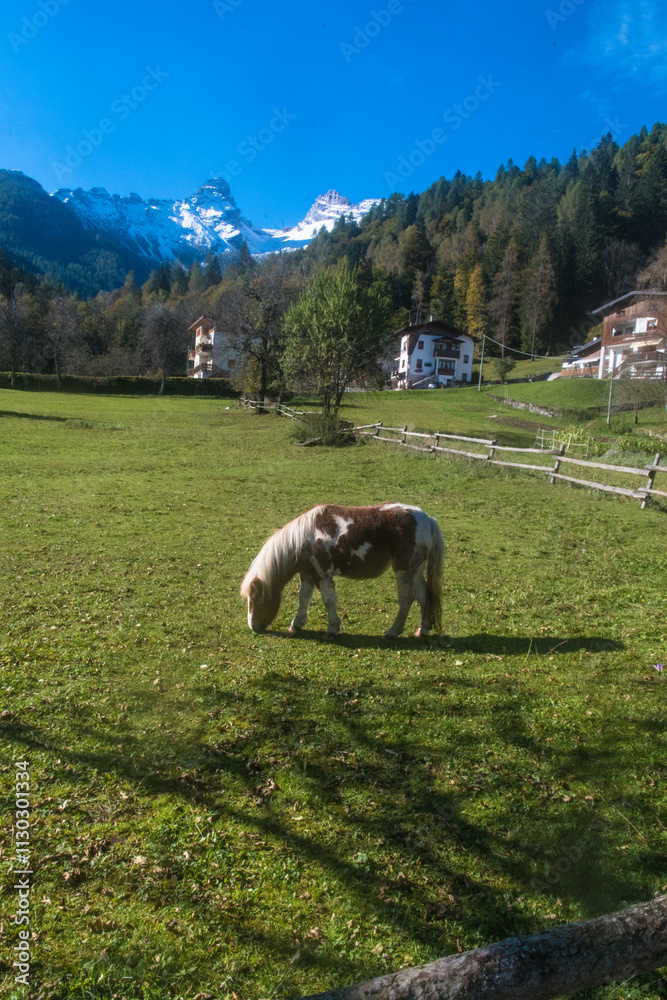 Φωτογραφία Un pony pascola in un prato alle pendici del gruppo del Tàmer e del San Sebastia