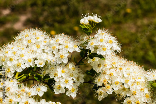 White flowers Spiraea vanhouttei on a Sunny day with dew drops. white grease photo