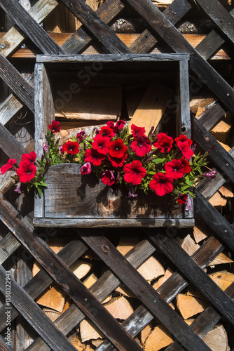 Primo piano di una fioriera in legno con dentro un vaso di fiori rossi appesa alla parete di una legnaia nel borgo di Colcerver in Val di Zoldo nelle Dolomiti bellunesi  photo