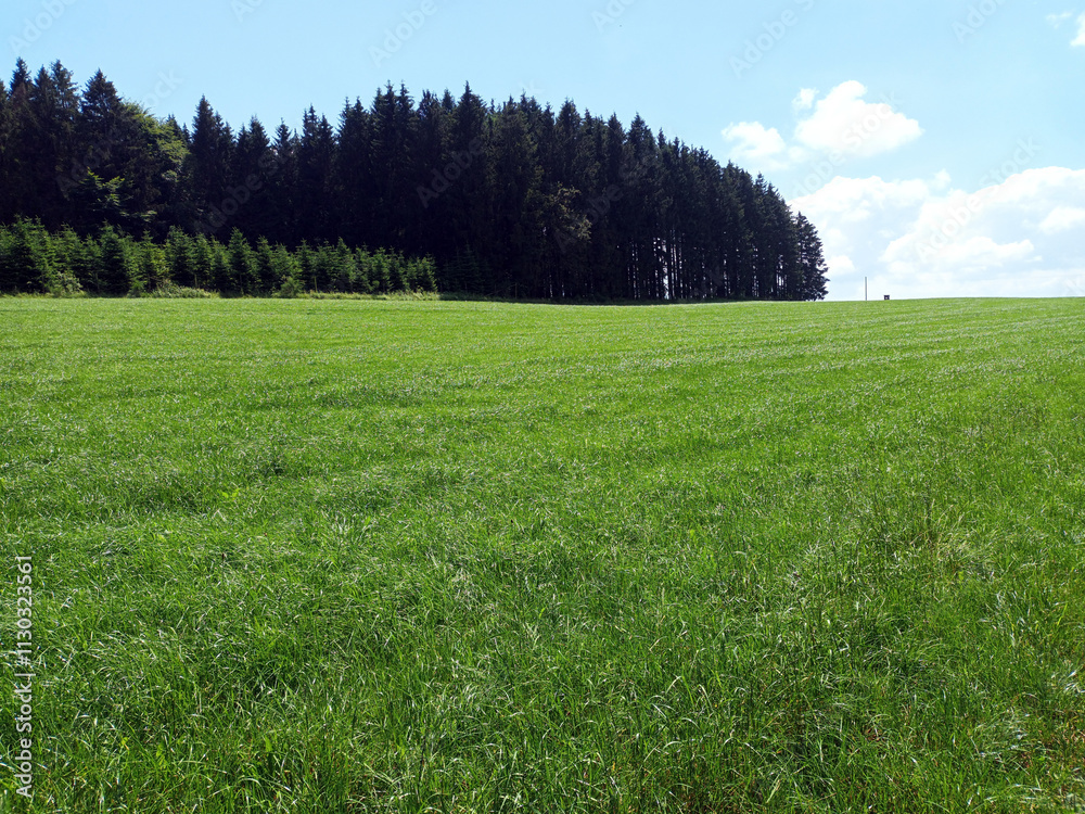 Fototapeta premium Landschaft in der Schneifel mit Wiese und Wald in der Nähe des Gipfel Schwarzer Mann in der Schneifel. Aussicht vom Premium-Wanderweg Schneifel-Pfad bei Prüm.