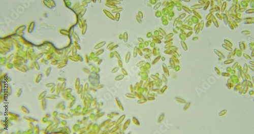 Abstract yellow microbial textures under microscope at 100x magnification showcasing intricate cellular patterns and organic structures