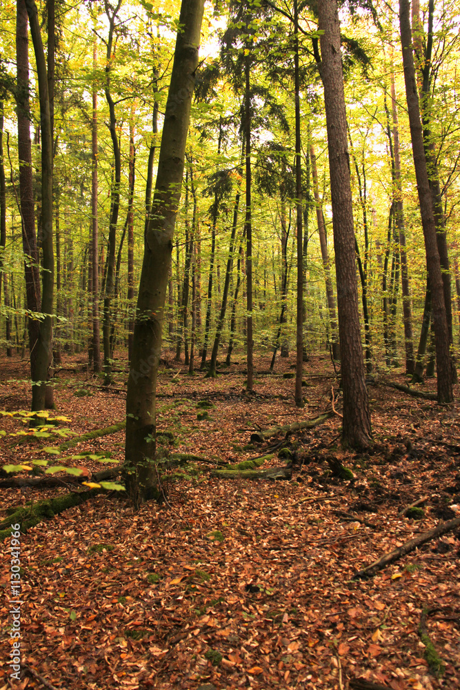 Obraz premium Mystischer Wald