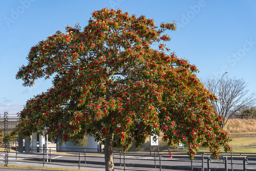 冬に赤い実をつけたクロガネモチ（Ilex rotunda）の木の全体／日本愛知県・1月 photo