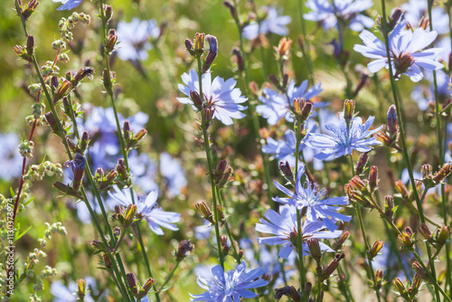 Blaue Wildblume, Gemeine Wegwarte, Gewöhnliche Wegwarte (Cichorium intybus), Zichorie, Deutschland photo