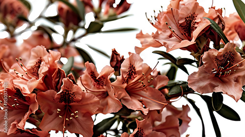 bouquet of colorful flowers