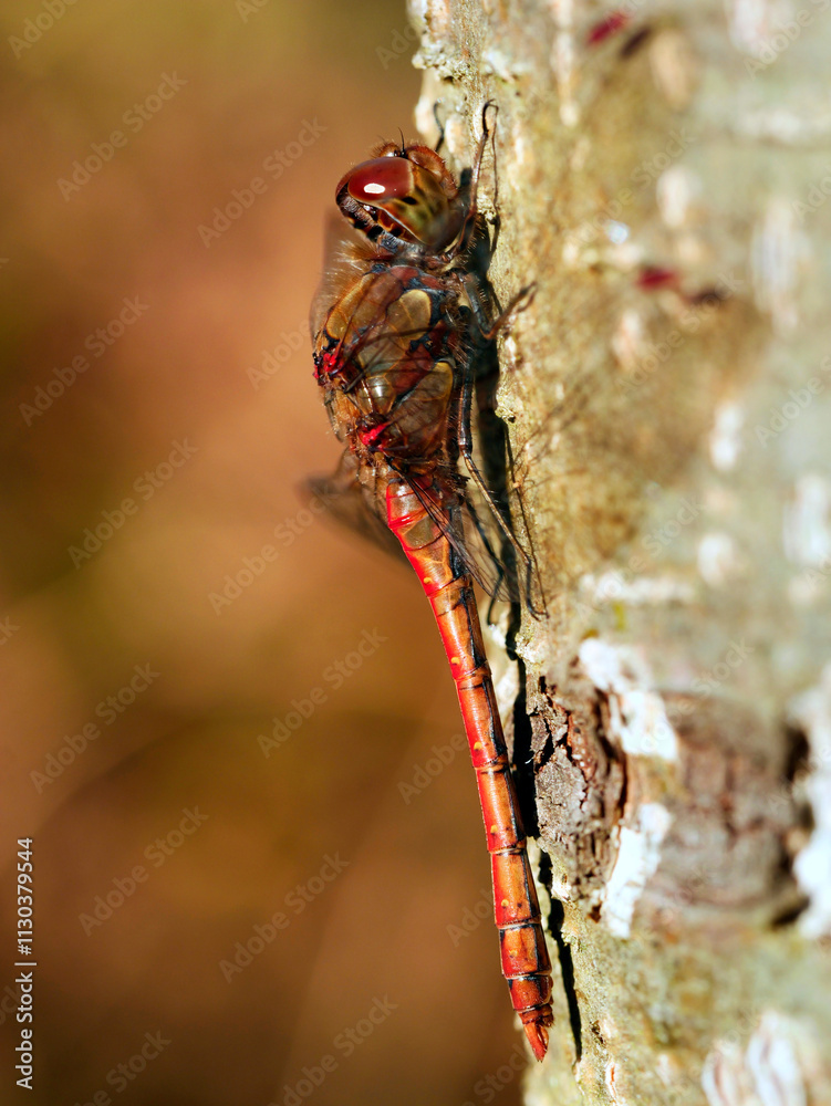 W skąpym jesiennym słońcu Ważki z rodziny Szablak (Sympetrum) wygrzewają się na pniach drzew