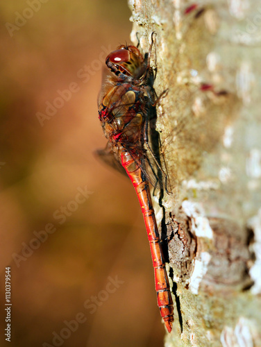 W skąpym jesiennym słońcu Ważki z rodziny Szablak (Sympetrum) wygrzewają się na pniach drzew photo