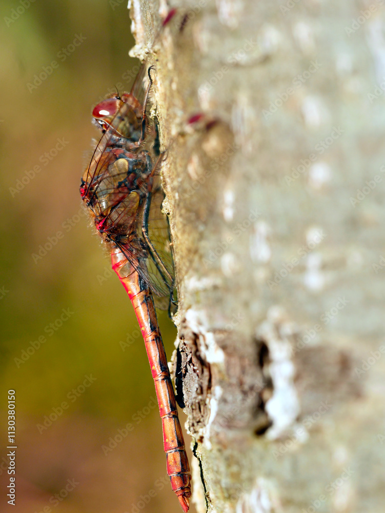 W skąpym jesiennym słońcu Ważki z rodziny Szablak (Sympetrum) wygrzewają się na pniach drzew