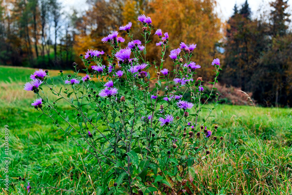 Jesienne klimaty tworzą opadłe złotawe liście i przebarwiające się trawy i zioła oraz kwitnący Chaber łąkowy (Centaurea jacea L.)