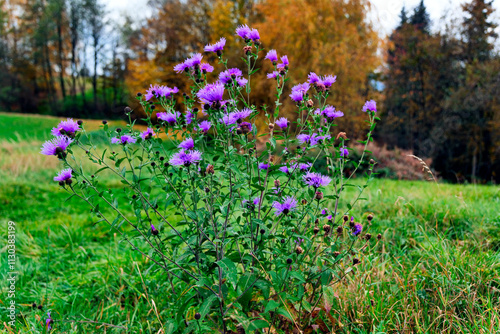 Jesienne klimaty tworzą  opadłe złotawe  liście i przebarwiające się trawy i zioła oraz kwitnący Chaber łąkowy (Centaurea jacea L.)