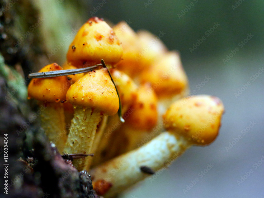 Łuskwiak tłustawy ( Pholiota adiposa) Rośnie na drzewach liściastych i iglastych, zarówno na żywych, jak i na martwych