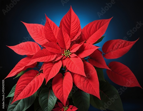 red poinsettia flower against dark background photo