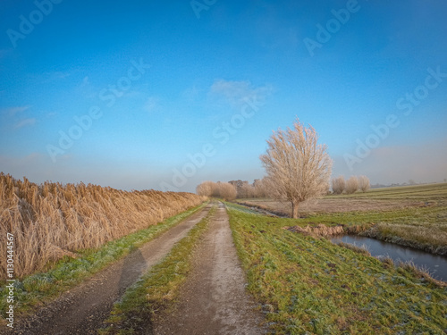 Dutch winter landscape with frozen reeds on the edge of the ponds. Cold morning with ice crystals on the surface of dry plants photo