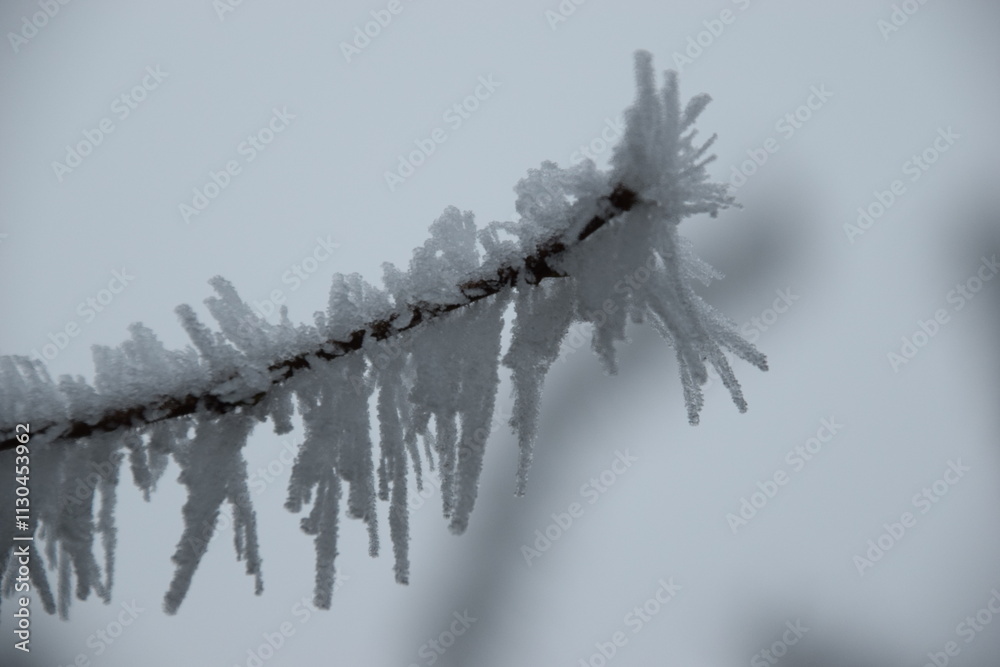 Obraz premium frozen tree branches