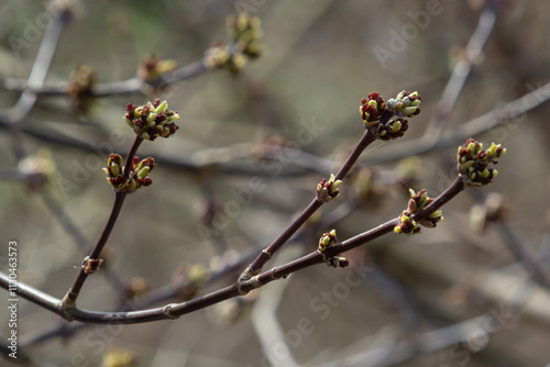 Bordo Negundo or ash-leaved maple, male flowers in clusters on slender pedicels and pistillate flowers on drooping racemes. Acer negundo is fast-growing, short-lived tree of the family Sapindaceae photo