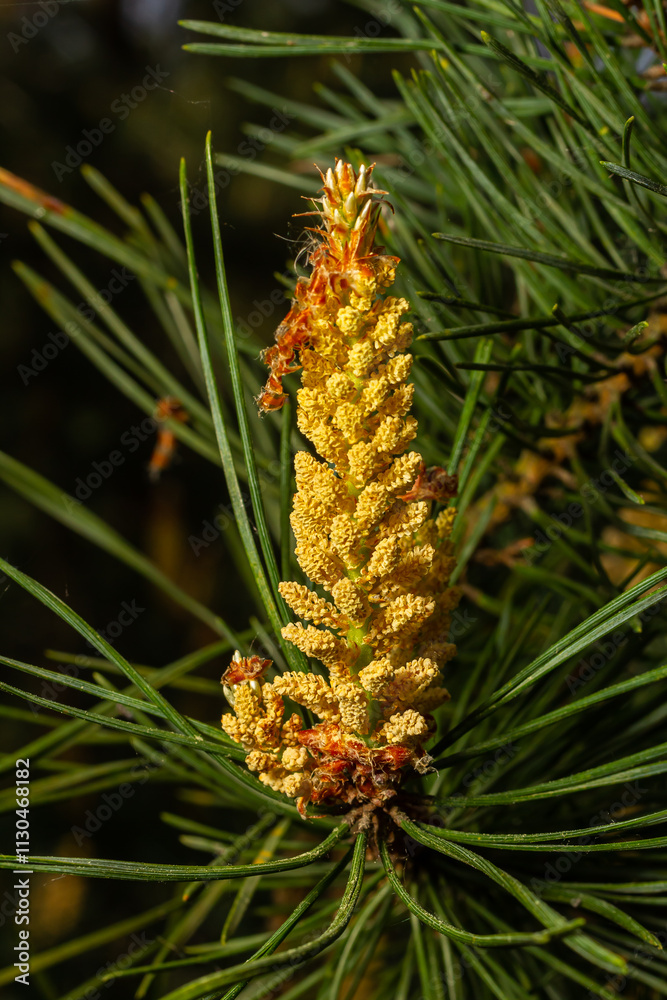 Selective focus of detail of ovoid and orange shoots of Pinus pinea and green needles with blurred background Selective focus of detail of ovoid and orange shoots of Pinus pinea and green needles with blurred background