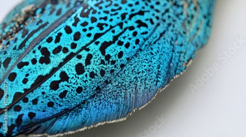 A striking feather from a spangled cotinga, showcasing vibrant shades of turquoise and black patterns