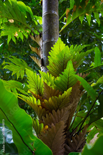 Sunlight illuminates oakleaf fern fronds growing on a palm tree at KL Forest Eco Park photo