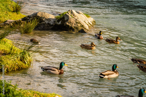 Groupe de canards au bord du fleuve