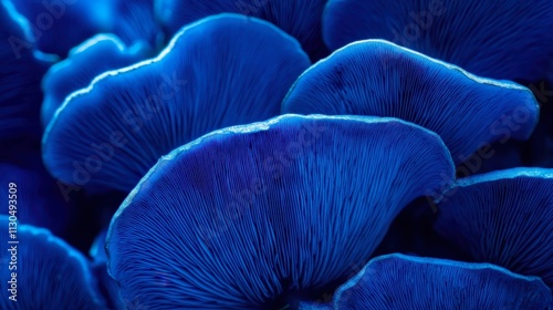 Close-up of a vibrant indigo milk cap mushroom, its deep blue hue standing out starkly photo