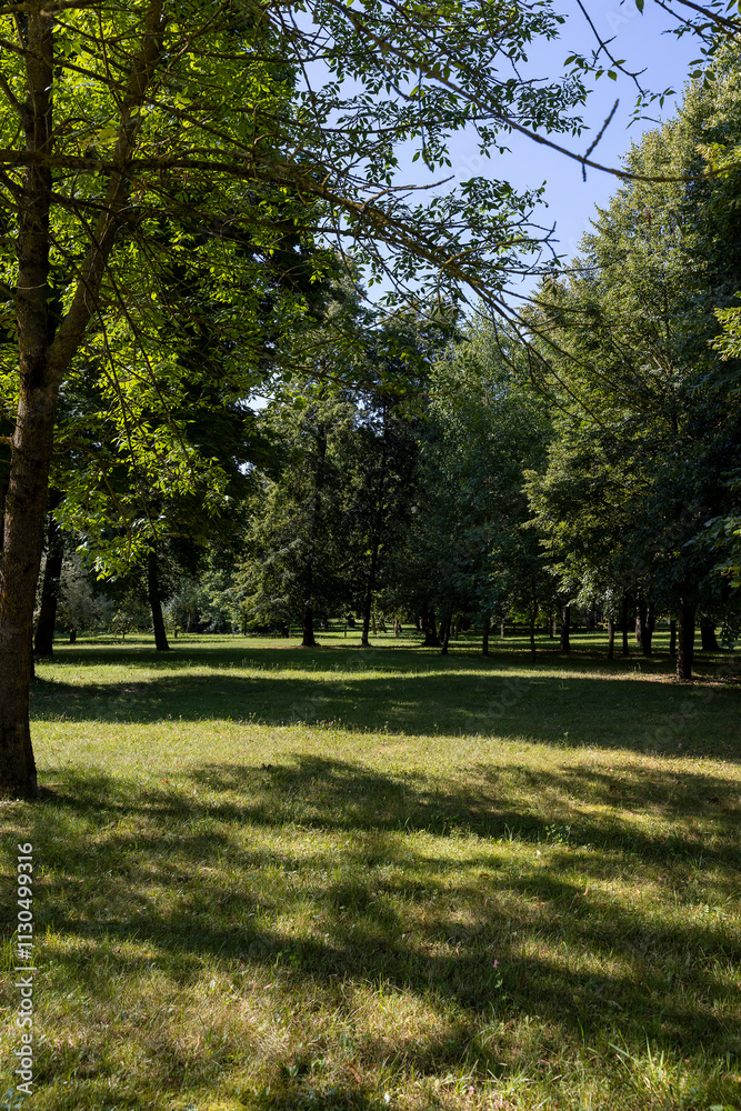 Obraz premium different deciduous trees in a mixed park in summer