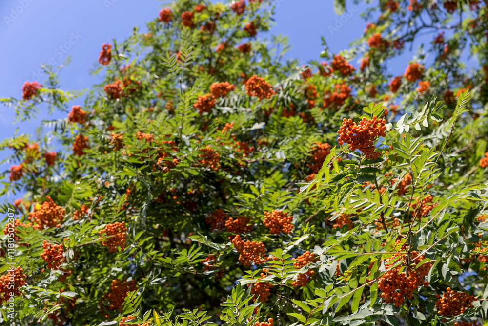 Fototapeta premium the color of the rowan foliage changes in late summer