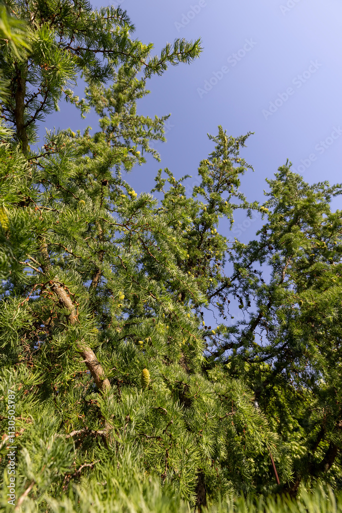 Fototapeta premium beautiful larch in May in spring