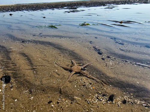 Am Strand von Blavand in Dänemark photo