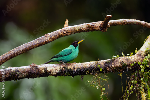 Green honeycreeper (Chlorophanes spiza) adult male sitting on a twig in natural habitat. Small turquoise bird with black head with green background. photo