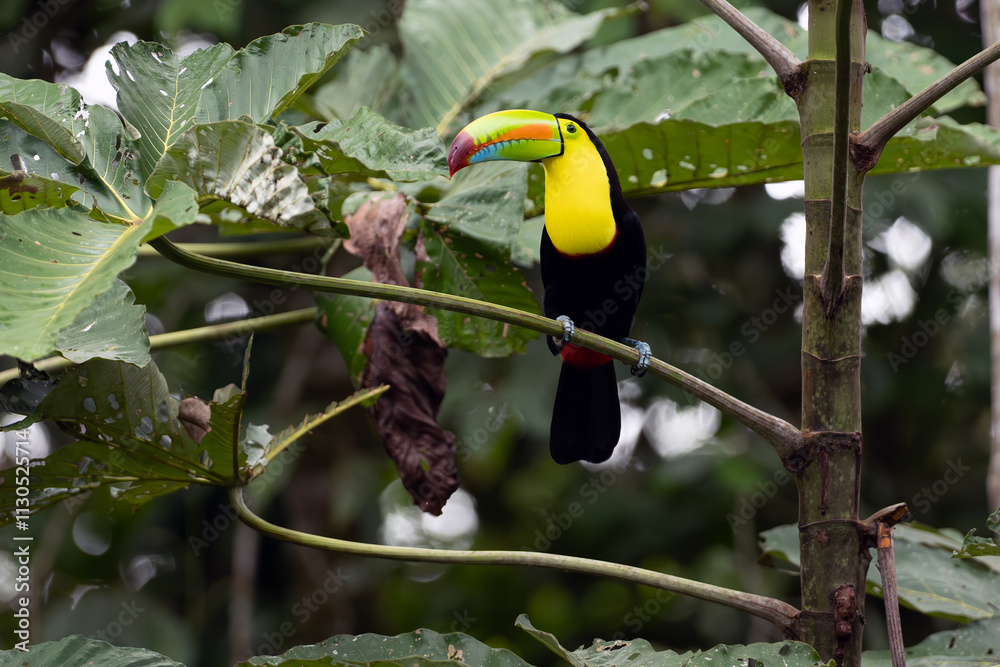 Fototapeta premium Keel-billed toucan (Ramphastos sulfuratus), also known as sulfur-breasted or keel or rainbow-billed toucan sitting on a tree in a tropical rainforest.