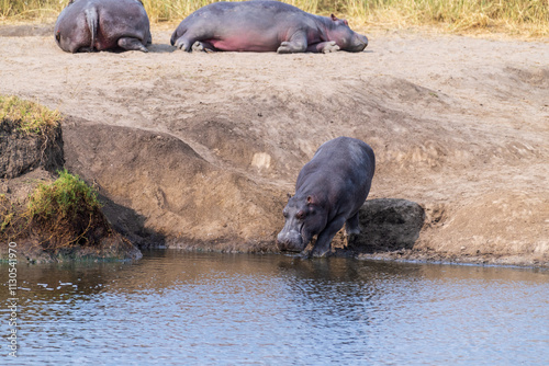 Telephoto of a group of hippopotami, Hippopotamus amphibius, resting ashore and reentering the water of a river in the Serengeti National Park, Tanzania photo