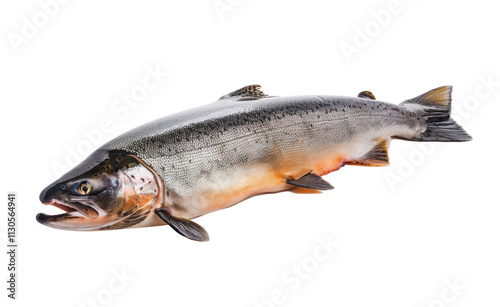 Sea fish, fresh raw salmon isolated on transparent background