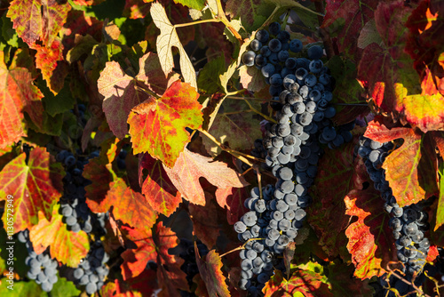 Tableau sur toile Vineyard with bunches of black grapes, Quintanilha, Trás-os-Montes and Alto Dour