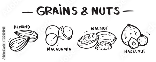 icon set of Grains and Nuts categories, hand drawn, vector illustration. (Almond, Macadamia, Walnut, Hazelnut)