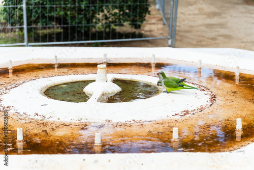 Vögel trinken aus der Fütze eines stillgelegten Brunnens in Folge des Wassermangels in Barcelona, Spanien photo